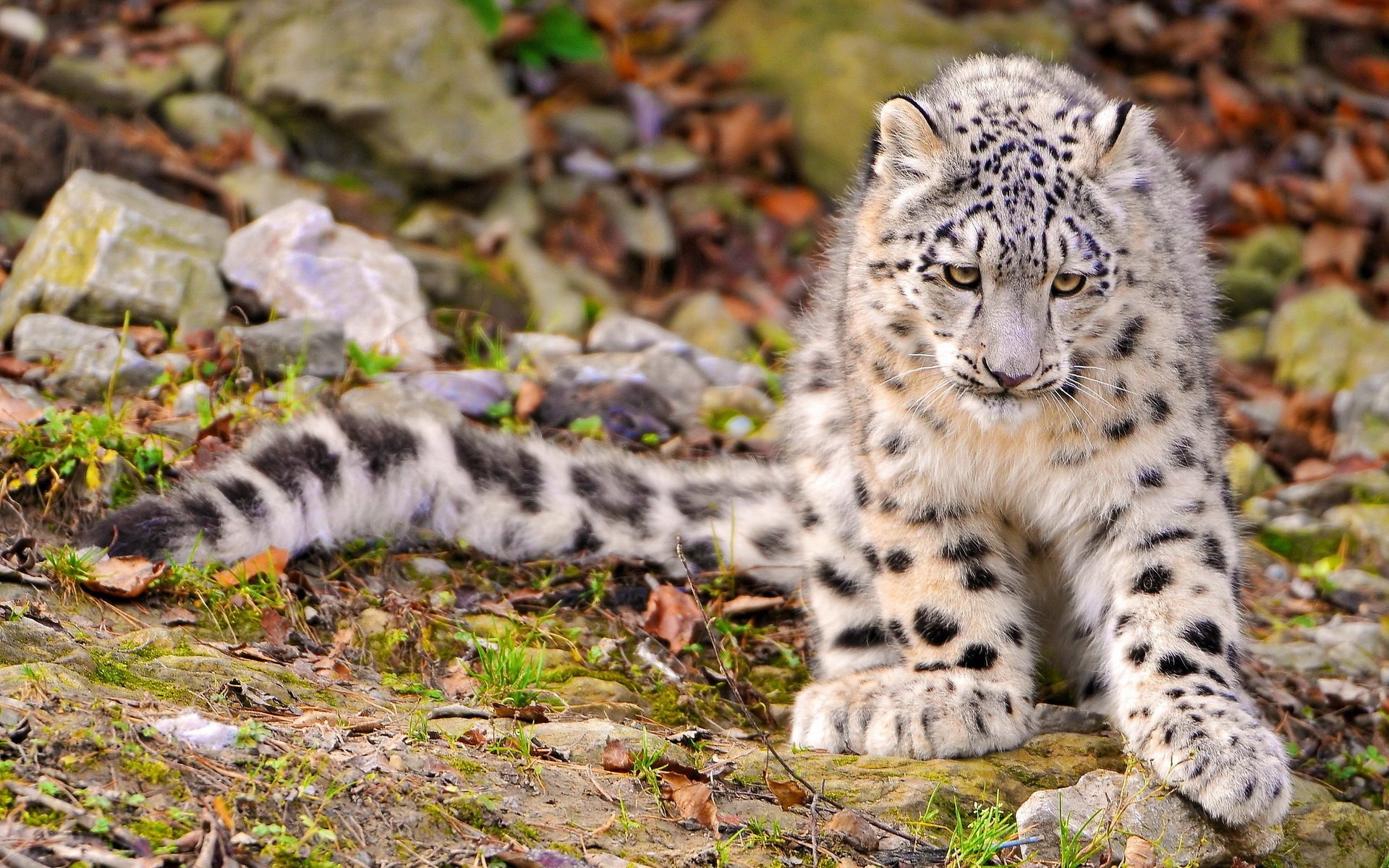 snow leopard download full iso